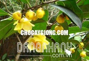 CÂY TRÀ HOA VÀNG