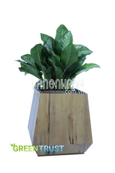 Đặc điểm hình thái của cây Hoàng Hậu
