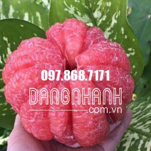 BƯỞI RUBY THÁI LAN