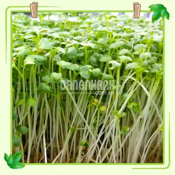 Hạt giống cải mầm