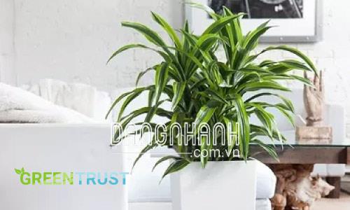 Mua cây đại lan giá rẻ tại Hà Nội