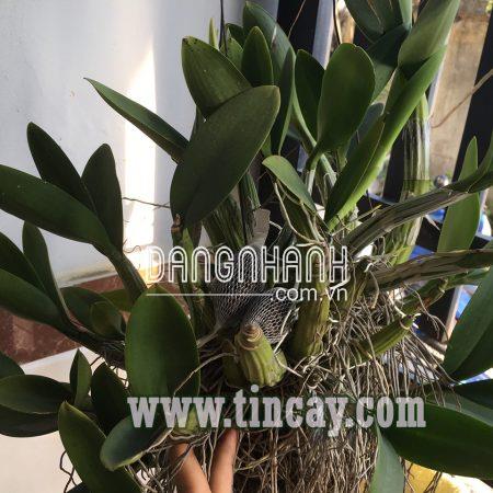 TRIMIX-N1 PHÂN TAN CHẬM HỮU CƠ BÓN GỐC CHO HOA LAN