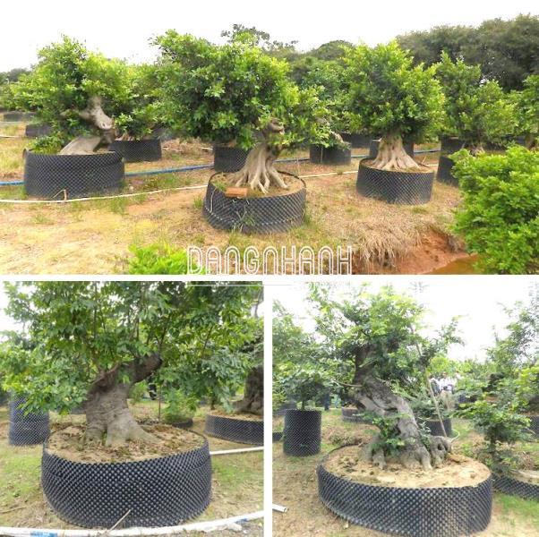 Bầu Nhựa Dưỡng Cây BoSaVina (Cao 20 cm - Cuộn dài 50 m - Dày 0.7)