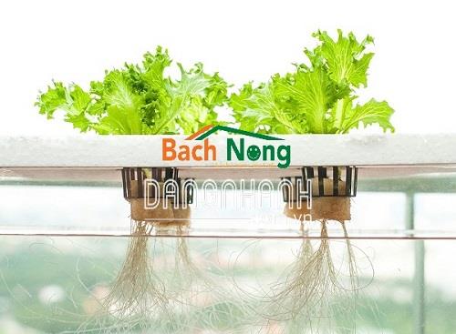 Dụng cụ trồng rau thủy canh