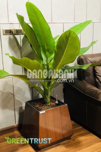 Mua cây đại lan giá rẻ tại Hà Nội