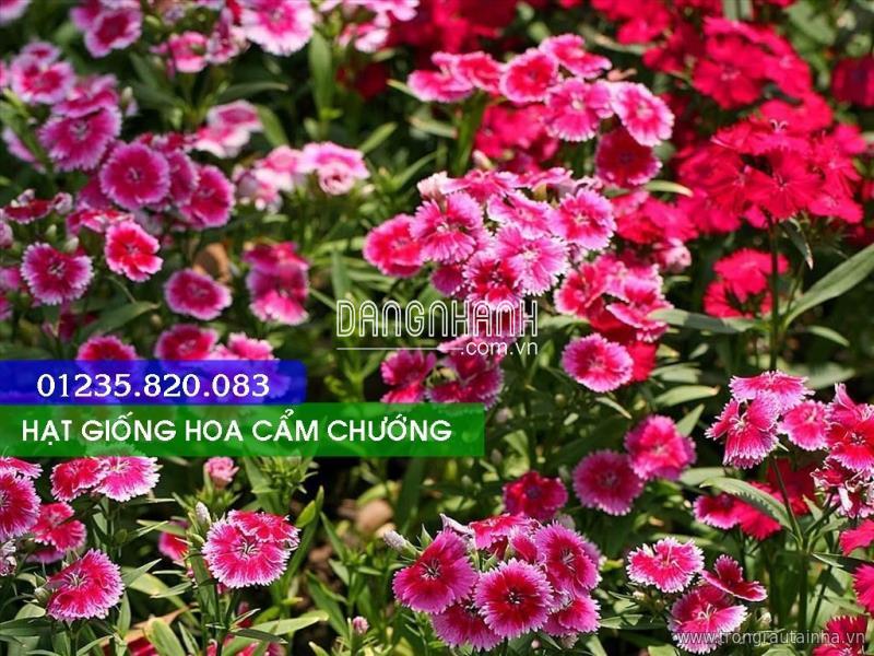 Hạt Giống Hoa Cẩm Chướng