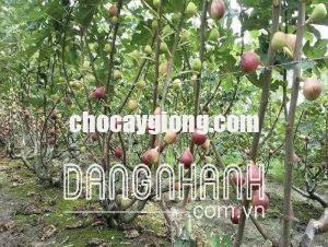 CÂY SUNG MỸ F1