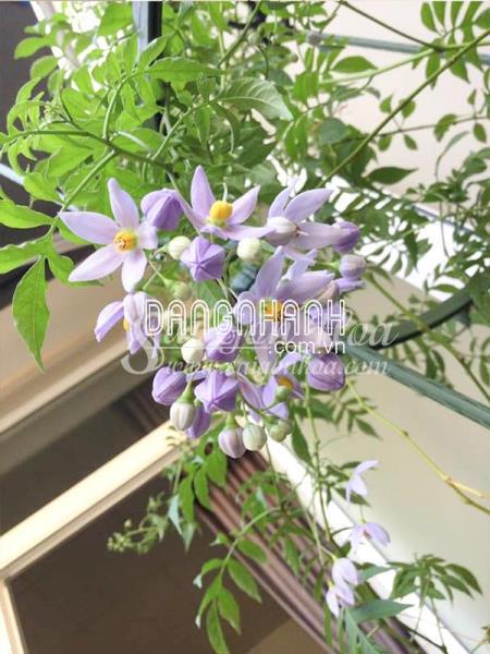 Cây Tiêu Nương