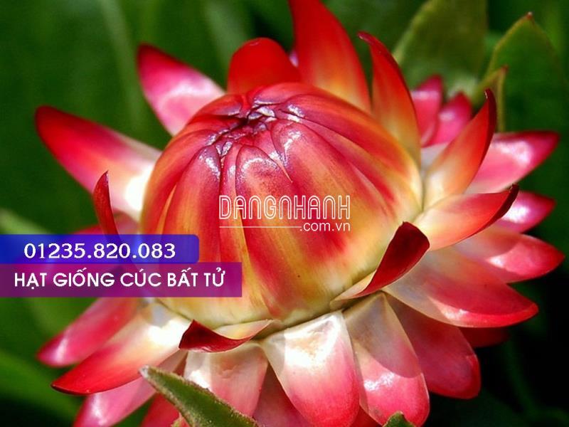 CÚC BẤT TỬ