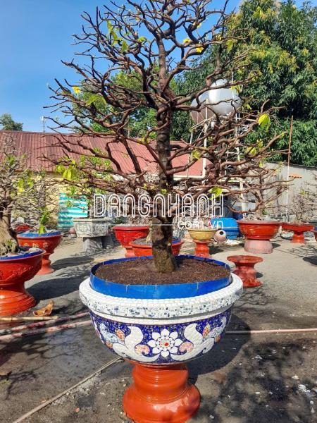 Chậu xi măng, cốt sắt bên ngoài ốp miếng sành sứ tinh tế!