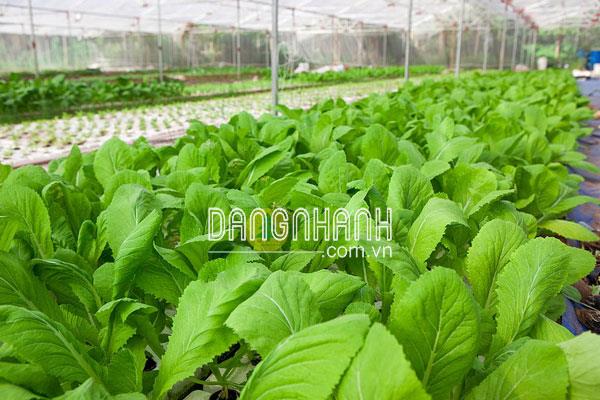 Hạt giống cải xanh