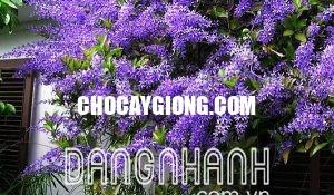 CÂY MAI XANH