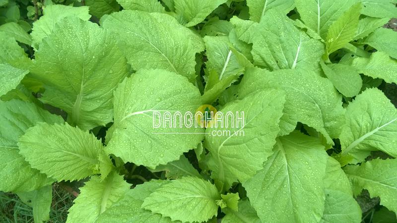 Hạt giống cải xanh