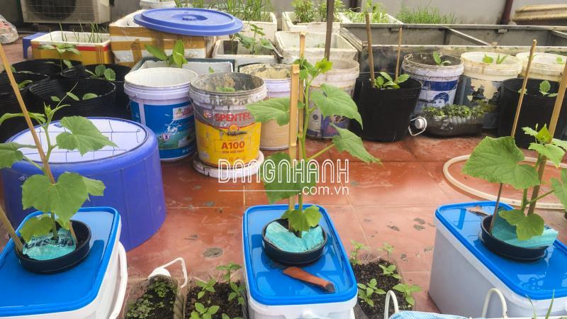 Thùng Trồng Rau Thủy Canh Tĩnh BaTriVina