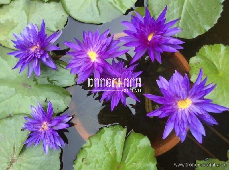 Hạt Giống Súng Thái Mini