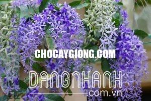 CÂY MAI XANH