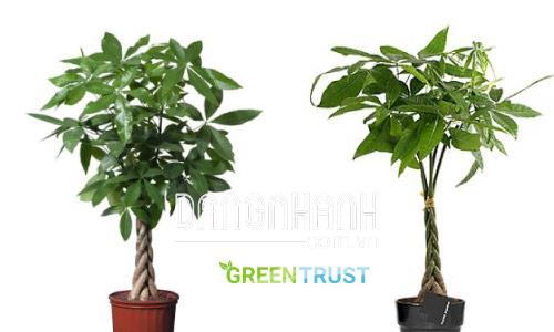 Thông tin cơ bản bạn cần biết về cây Kim Ngân