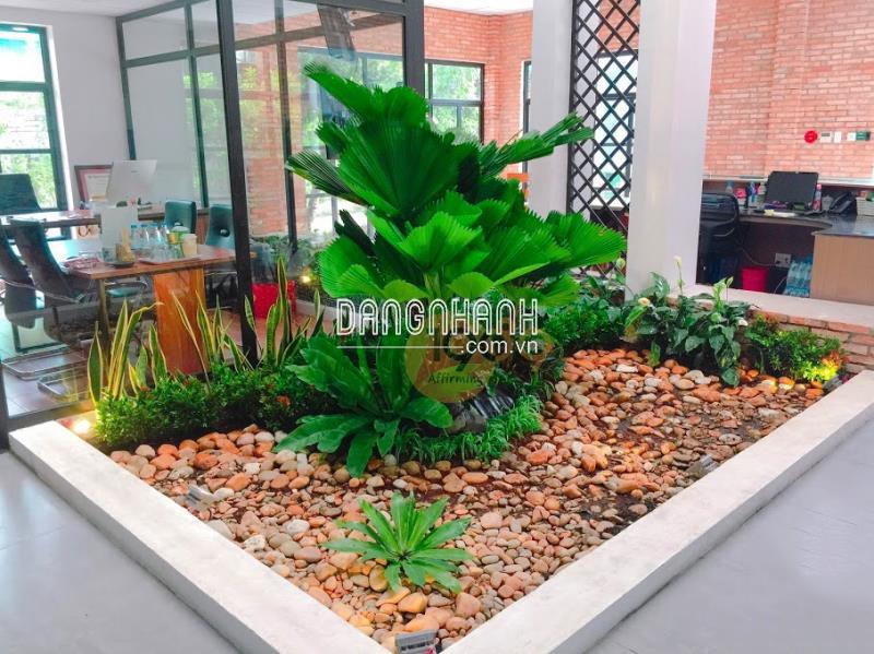 Cây Cọ Nhật