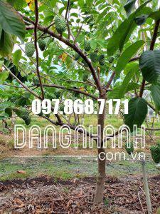 NA SẦU RIÊNG ĐÀI LOAN