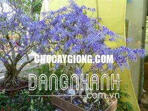 CÂY MAI XANH