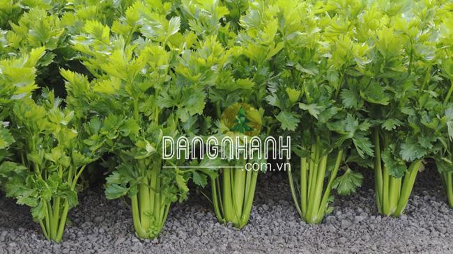 Hạt giống cần tây