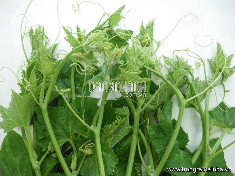 Hạt giống Bí ngô lấy ngọn