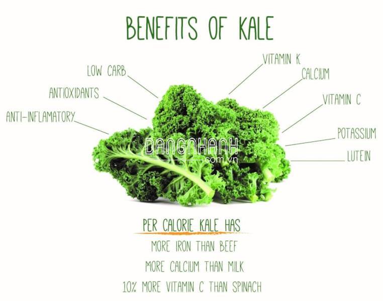 CẢI KALE MỸ- BÍ QUYẾT ĐẶC BIỆT CHO DA SÁNG
