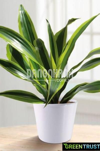 Ý nghĩa cây đại tứ làn đem lại là gì?