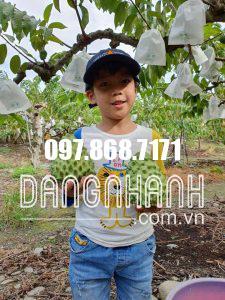 NA SẦU RIÊNG ĐÀI LOAN