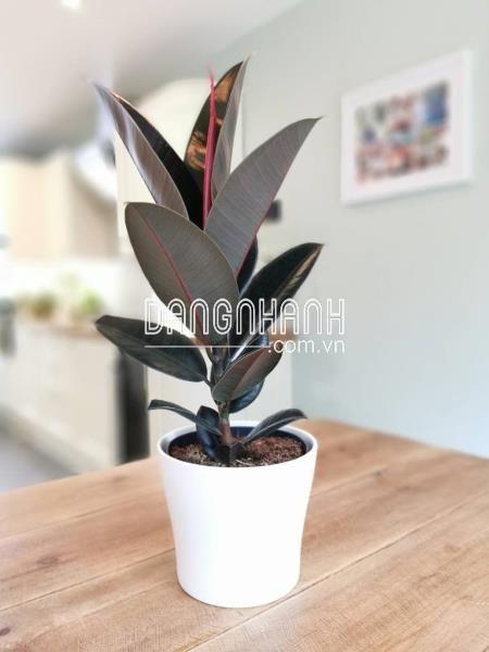 CÂY ĐA BÚP ĐỎ