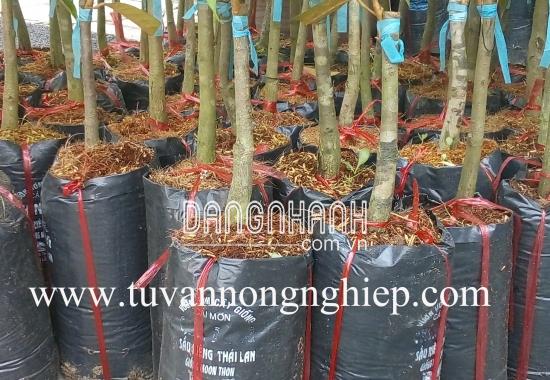 CÂY SẦU RIÊNG