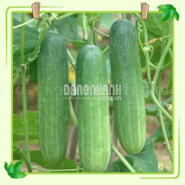 Hạt giống dưa leo, dưa chuột