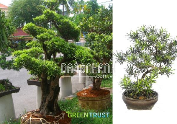 Ý nghĩa của cây Tùng Vạn Niên trong phong thủy là gì?