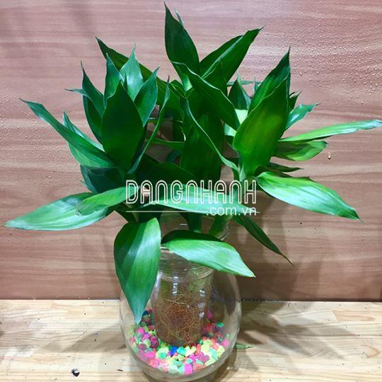 Cây Phát Tài Búp Sen thuỷ sinh