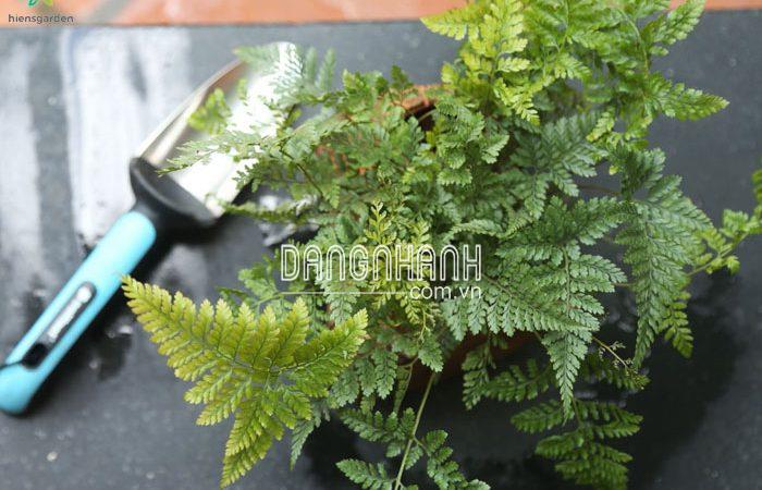 CÂY DƯƠNG XỈ