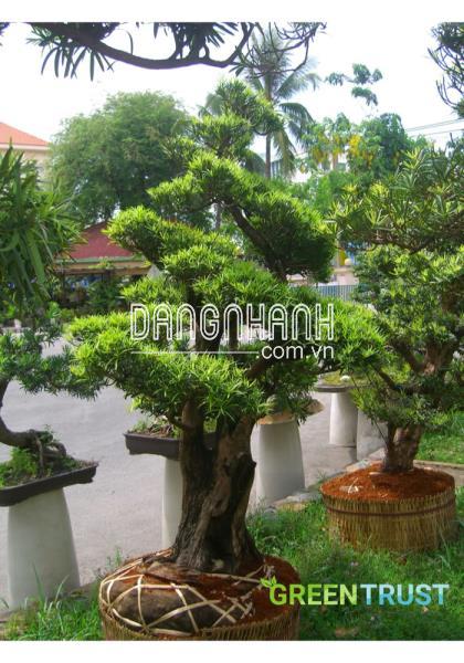 Ý nghĩa của cây Tùng Vạn Niên trong phong thủy là gì?