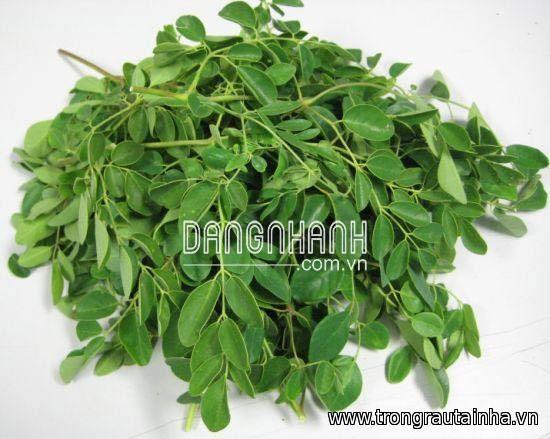HẠT GIỐNG RAU CHÙM NGÂY