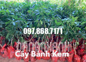 CÂY BÁNH KEM