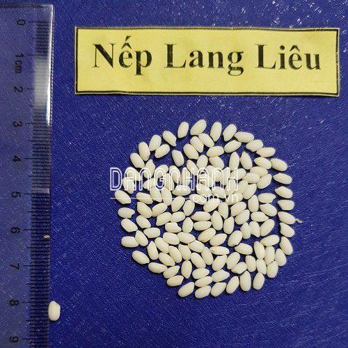 HẠT GIỐNG LÚA: NẾP LANG LIÊU