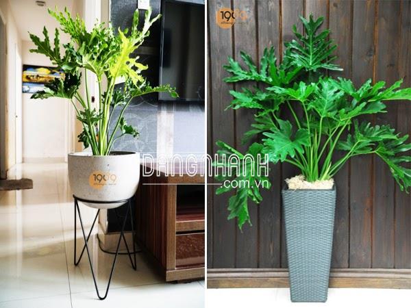 Cây Trầu Bà Thanh Xuân
