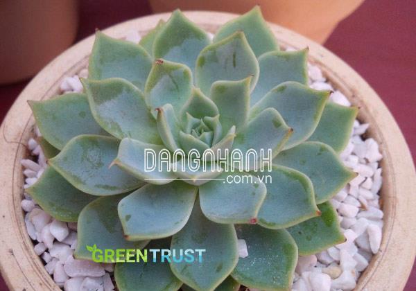 Ý nghĩa sen đá đằng sau vẻ ngoài nhỏ xinh 