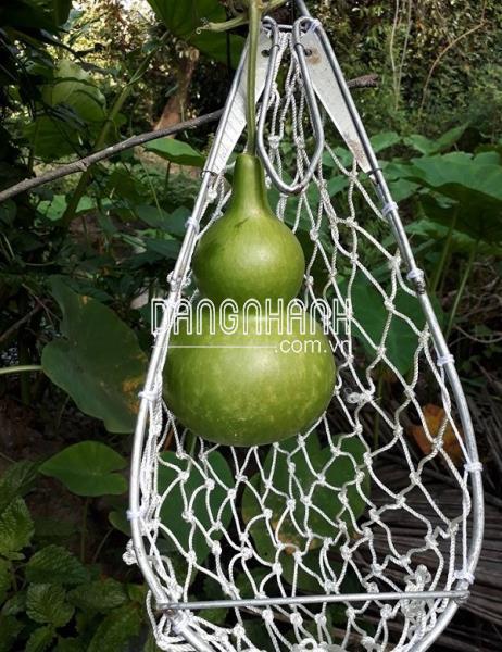 DC-LHT-HM - Lồng hái trái trên cao siêu bền