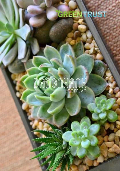 Ý nghĩa sen đá đằng sau vẻ ngoài nhỏ xinh 