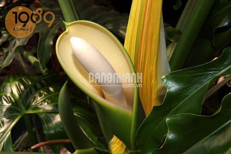 Cây Trầu Bà Thanh Xuân
