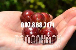 NHO THÂN GỖ TỨ QUÝ