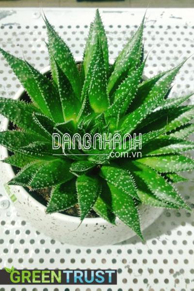 Ý nghĩa sen đá đằng sau vẻ ngoài nhỏ xinh 