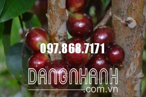 NHO THÂN GỖ TỨ QUÝ