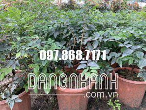 NHO THÂN GỖ TỨ QUÝ