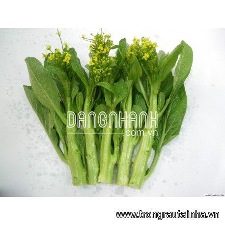 Rau Cải Ngồng Tuyển Cao sản
