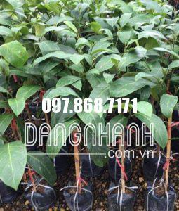 CÂY MÍT SẦU RIÊNG